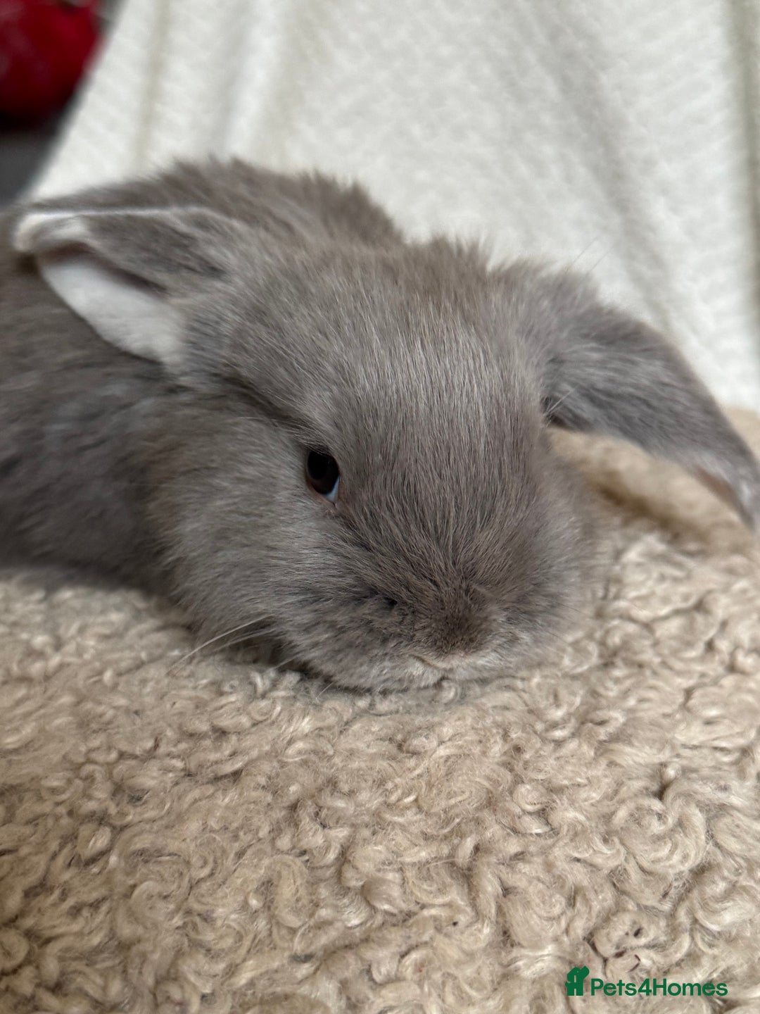 French Lop rabbits for sale: ❤️ Hand Raised French Lop Babies - Advert 16
