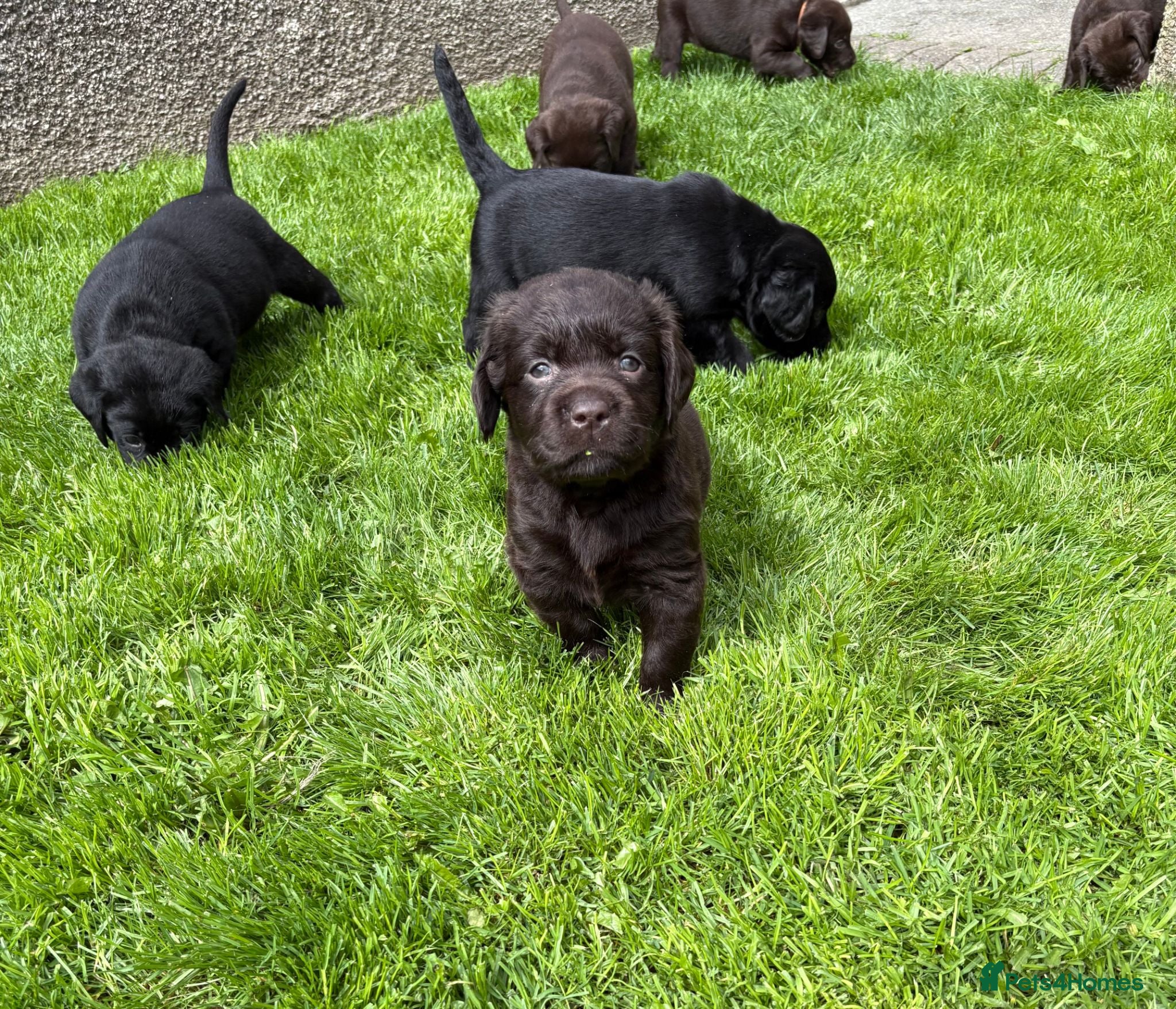 Labrador Retriever dogs Macy's Litter - Advert 4