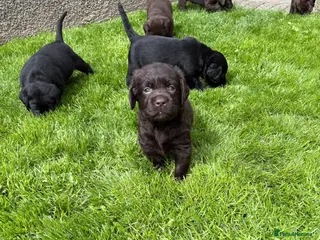 Labrador Retriever dogs Macy's Litter - Advert 4