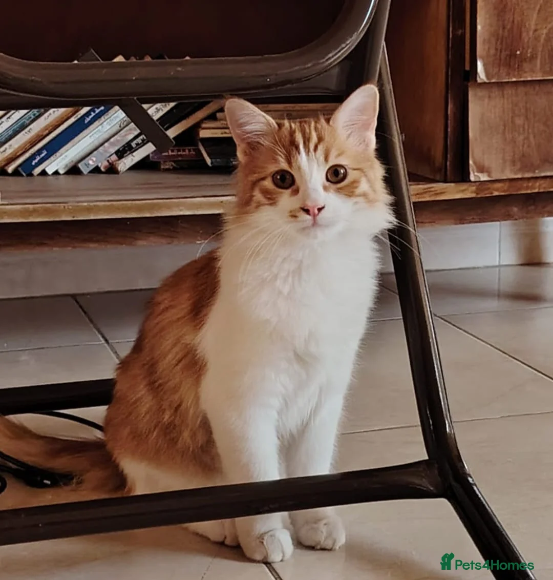 Mixed Breed cats for adoption: MIX TURKISH BONDED BOYS LUKI(White) JUNO NEUTERED  - Advert 6