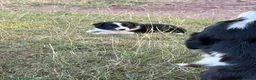 Border Collie dogs for sale: Beautiful border collie pups for sale!  in Abergavenny - Advert 19