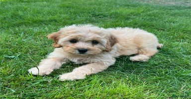 Cavapoo dogs - Advert 16