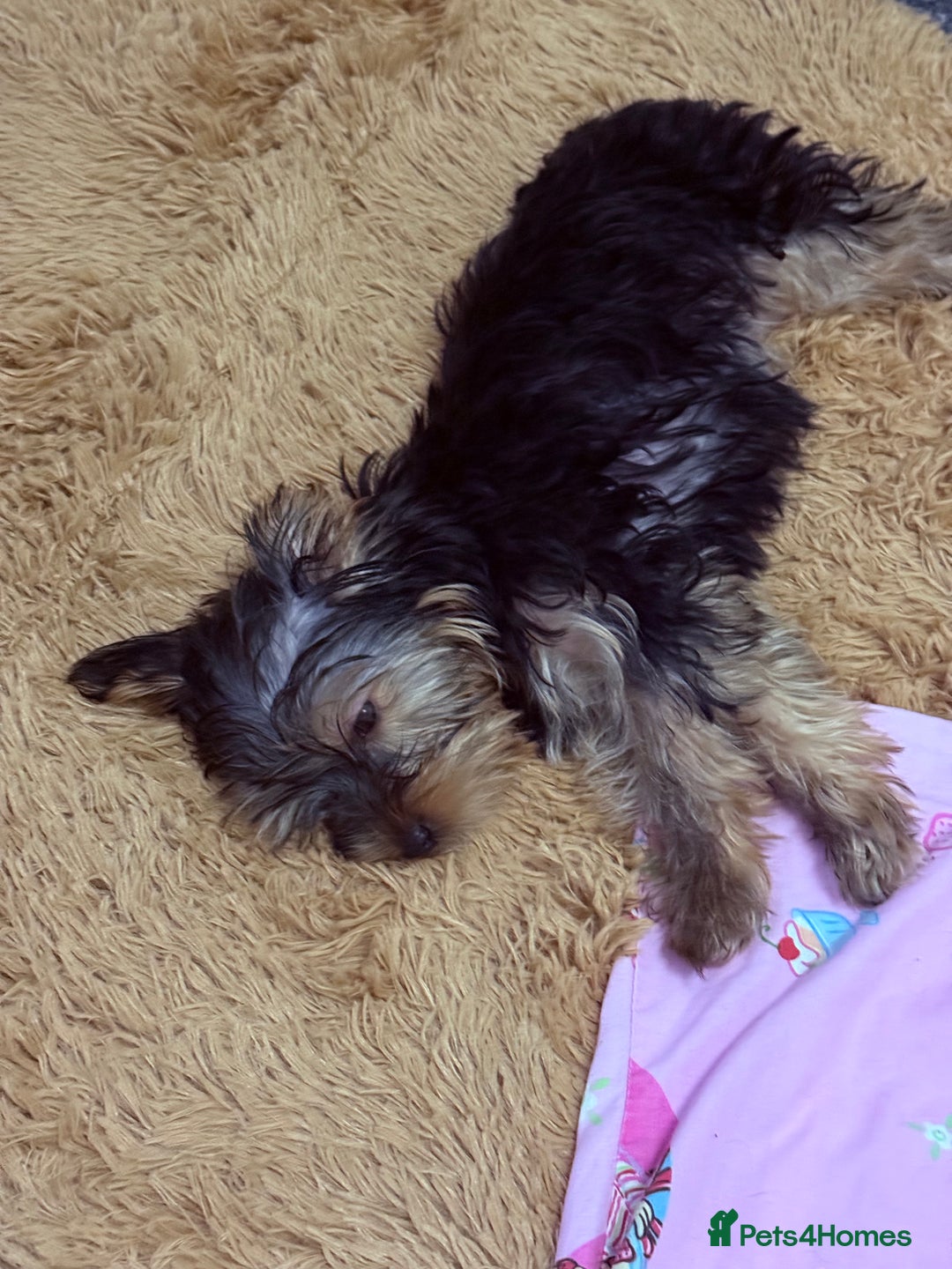 Yorkshire Terrier dogs for sale: Adorable Yorkshire Terrier girl puppies  - Image 10