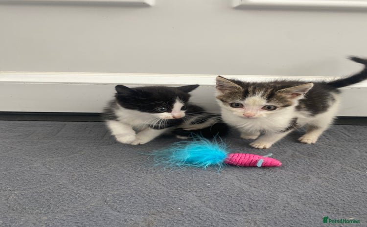 Mixed Breed cats - Advert 16