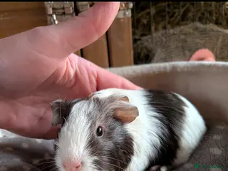 Guinea Pig rodents Baby boy guinea pigs - Advert 21