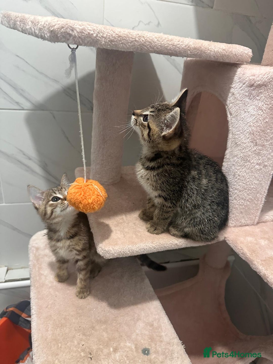 British Shorthair cats for sale: Pair of female kittens  - Image 1