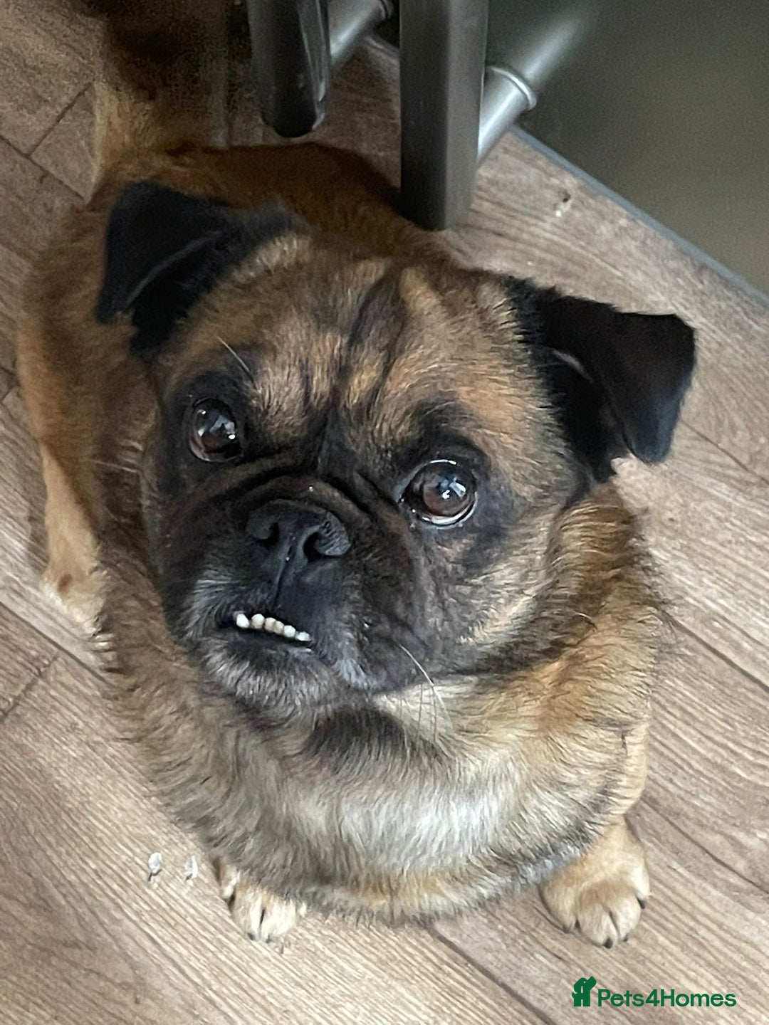 Mixed Breed dogs for sale: Pug x frenchie  - Advert 1