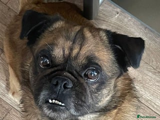 Mixed Breed dogs Pug x frenchie - Advert 1