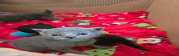 Mixed Breed cats for sale: 6x Gorgeous kittens - Advert 21