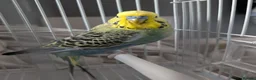 Budgerigars birds for sale:  Beautiful male budgie  - Advert 2