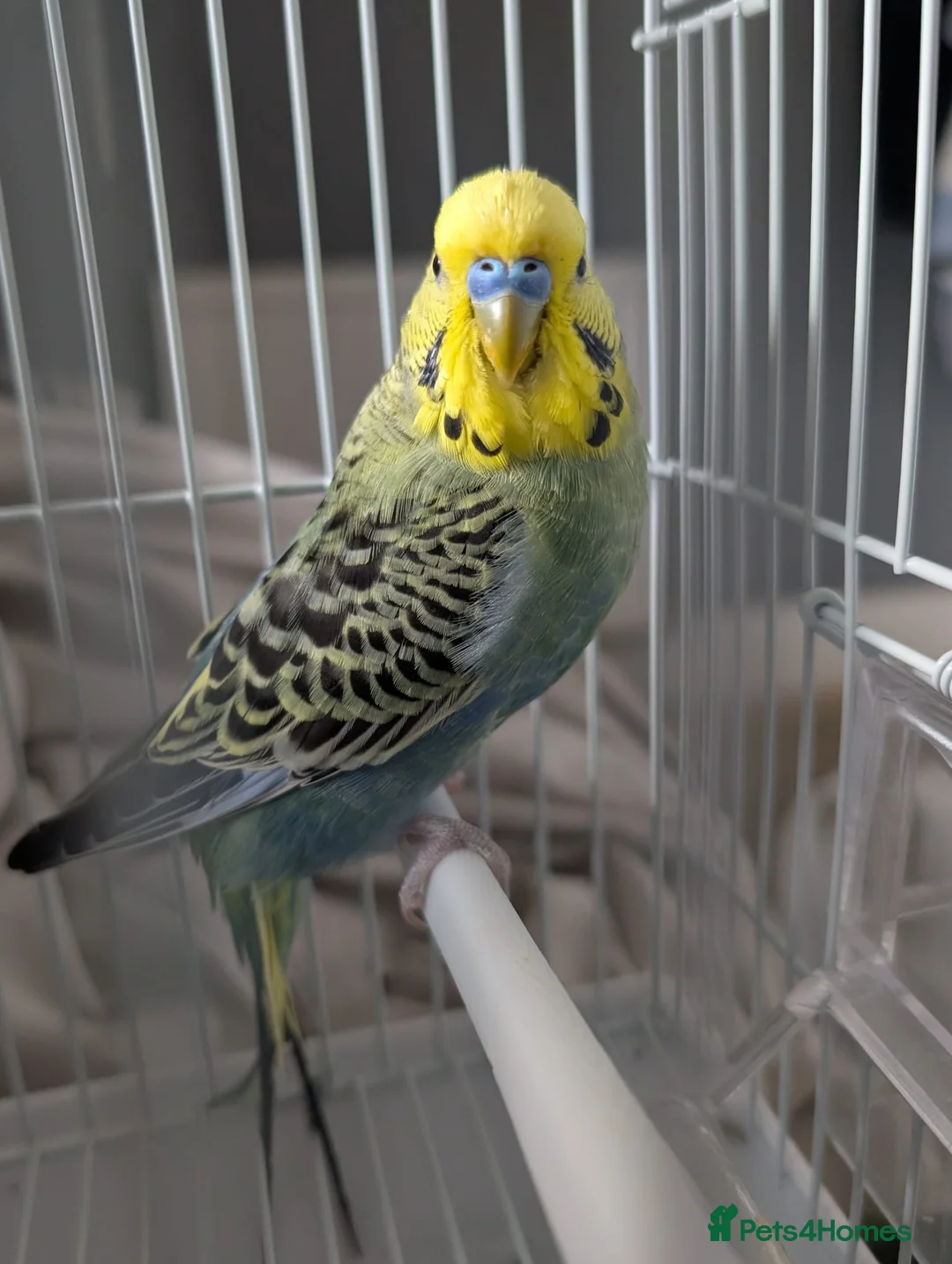 Budgerigars birds for sale:  Beautiful male budgie  - Advert 2