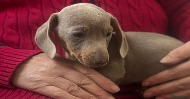 Miniature Dachshund dogs Stunning kc miniature smooth haired dachshunds s - Advert 8