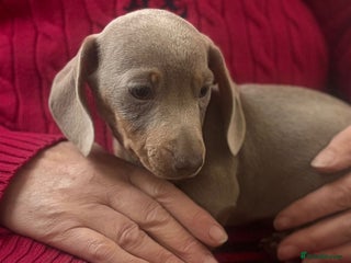 Miniature Dachshund dogs Stunning kc miniature smooth haired dachshunds s - Advert 9