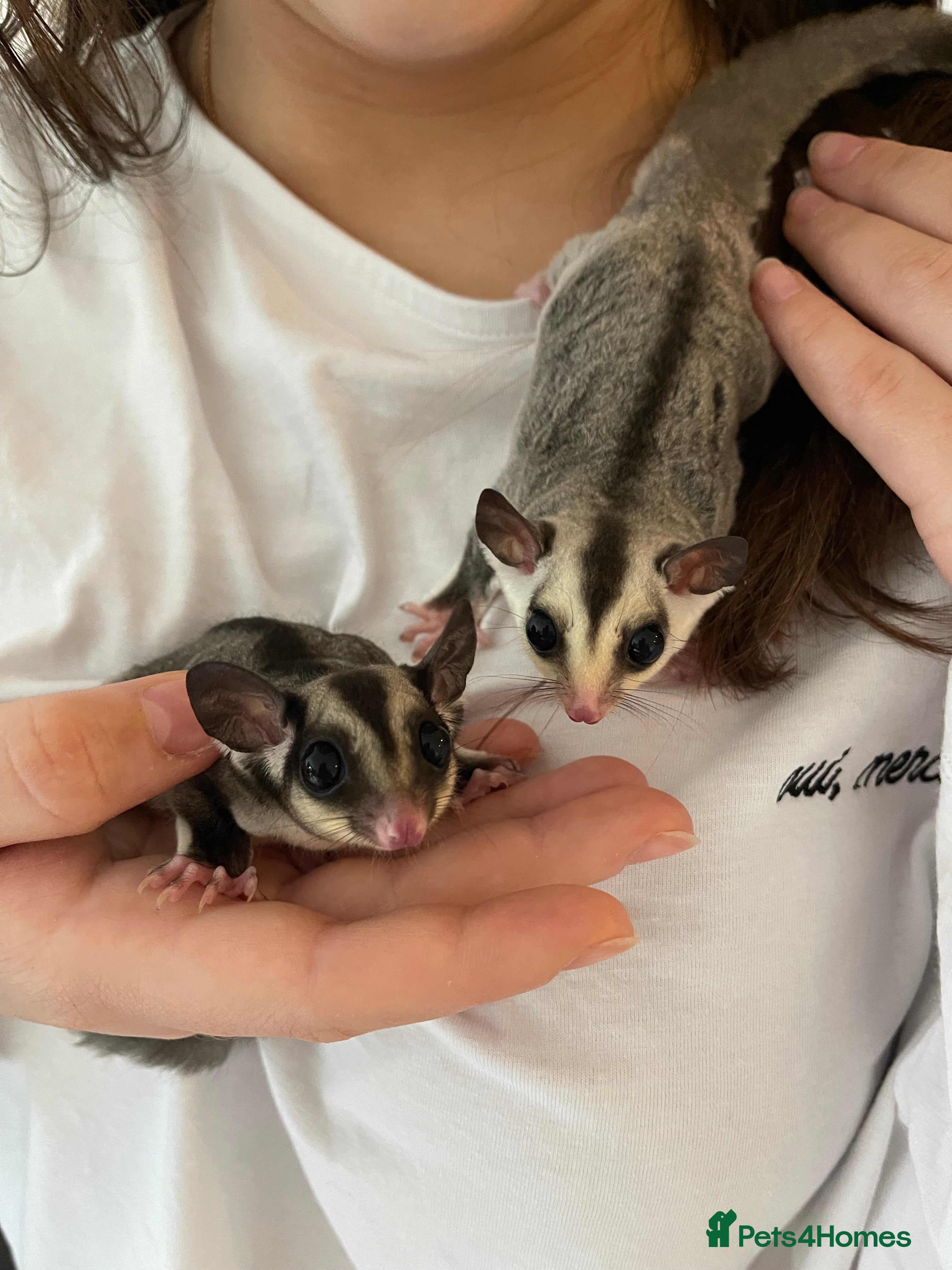 Sugar Glider rodents Two Female Sugar Glider Joeys - Advert 3