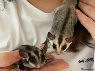 Sugar Glider rodents Two Female Sugar Glider Joeys - Advert 2