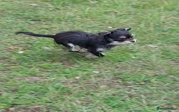 Chorkie dogs for sale: Chorkis pup  - Image 1