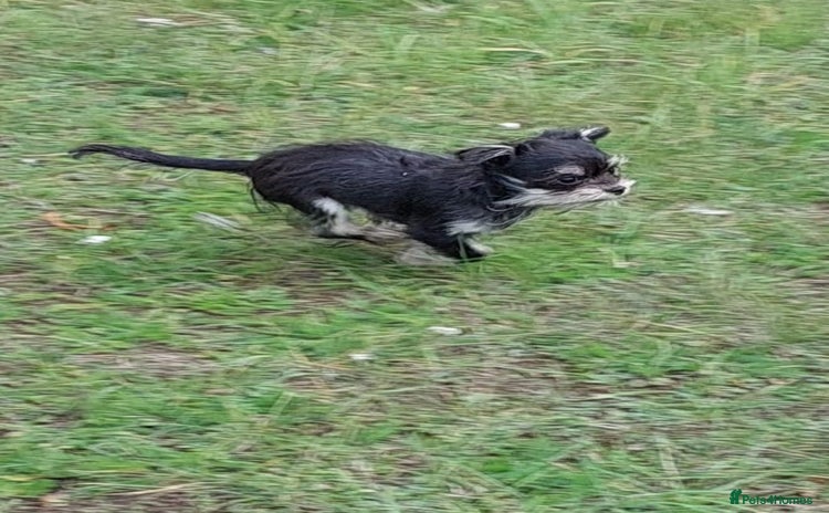 Chorkie dogs - Advert 1