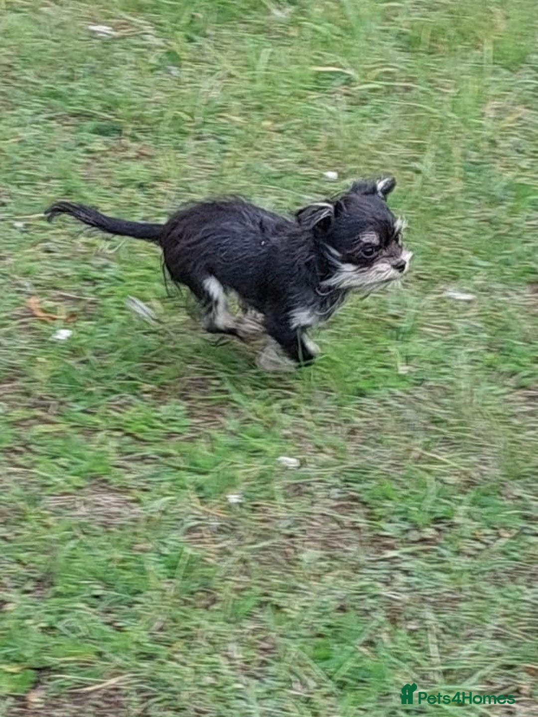 Chorkie dogs for sale: Chorkis pup  - Image 1