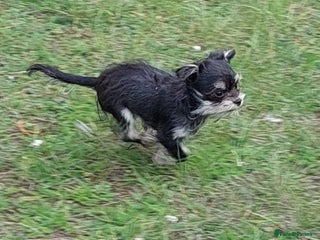 Chorkie dogs - Advert 2