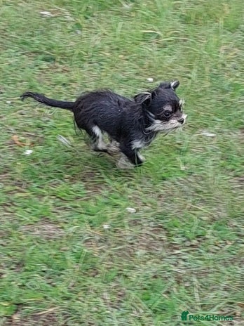 Chorkie dogs - Advert 1