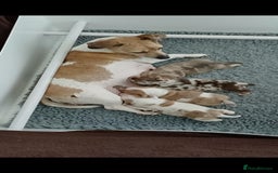 Jack Russell dogs for sale: Lilac Merle jack russell boy - Image 9