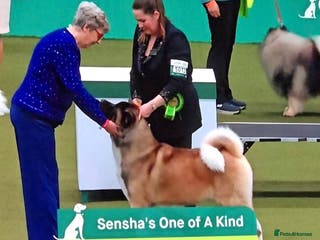 Akita dogs Long coat akita puppy from UK Champ parents - Advert 5