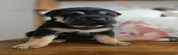 Mixed Breed dogs for sale: Shepard Peis - Advert 28