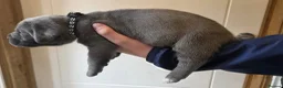 Cane Corso dogs for sale: 7 Blue Beautiful Cane Corso puppies 3 weeks old - Advert 14