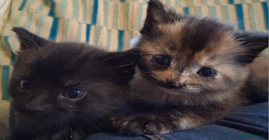 Mixed Breed cats - Advert 9