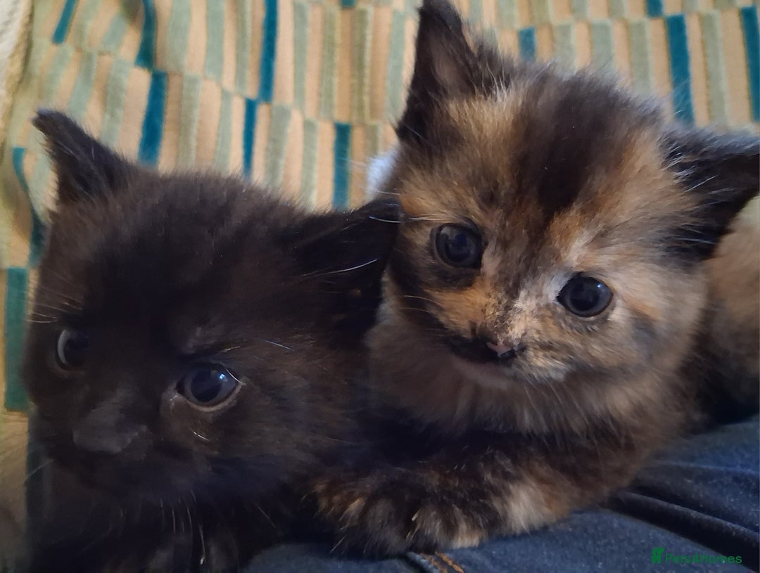Mixed Breed cats for sale: 2 beautiful kittens.  - Image 2
