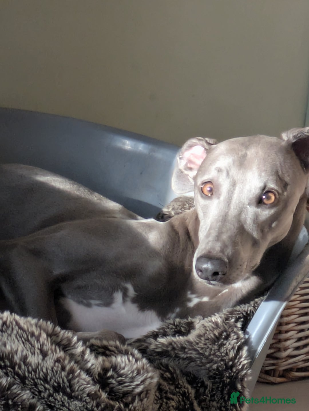 Whippet dogs for sale: Whippet  - Advert 4