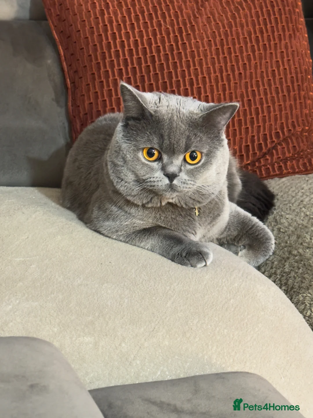 British Shorthair cats for sale: MILO BLUE BRITISH SHORTHAIR in Birmingham - Advert 1