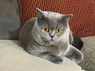 British Shorthair cats MILO BLUE BRITISH SHORTHAIR - Advert 4