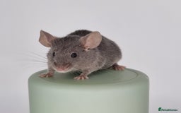 Mouse rodents for sale: Fancy Mice - Image 4