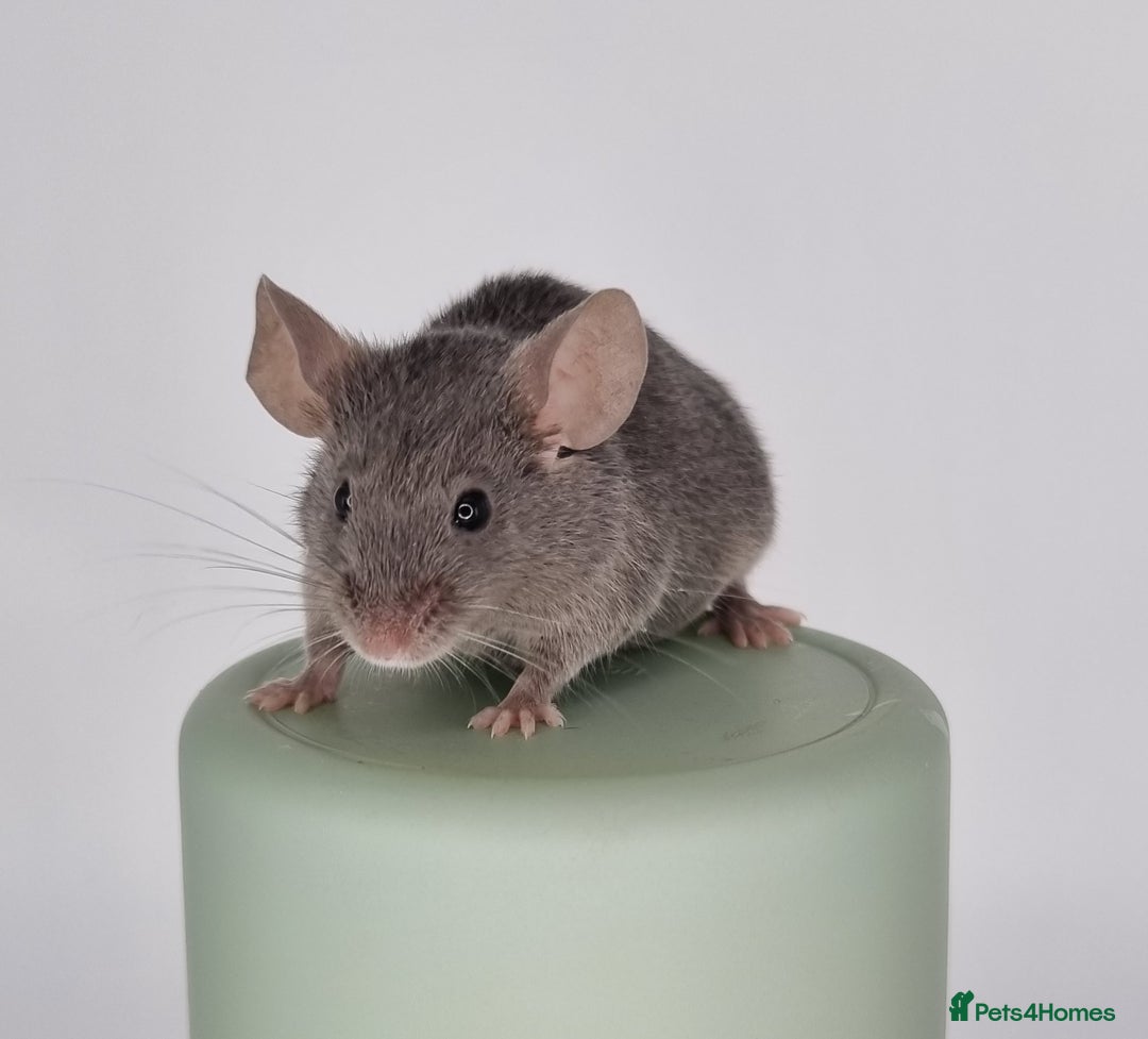 Mouse rodents for sale: Fancy Mice - Image 4