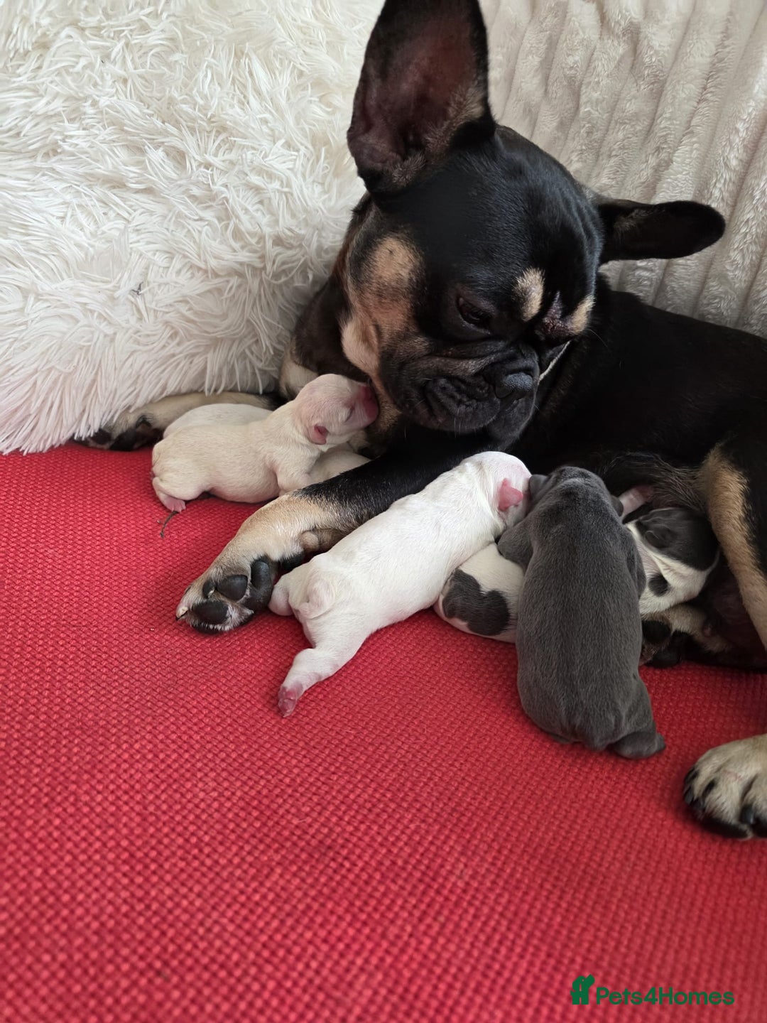 French Bulldog dogs for sale: 4 month old male french bulldog  - Advert 1