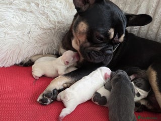 French Bulldog dogs 4 month old male french bulldog - Advert 1