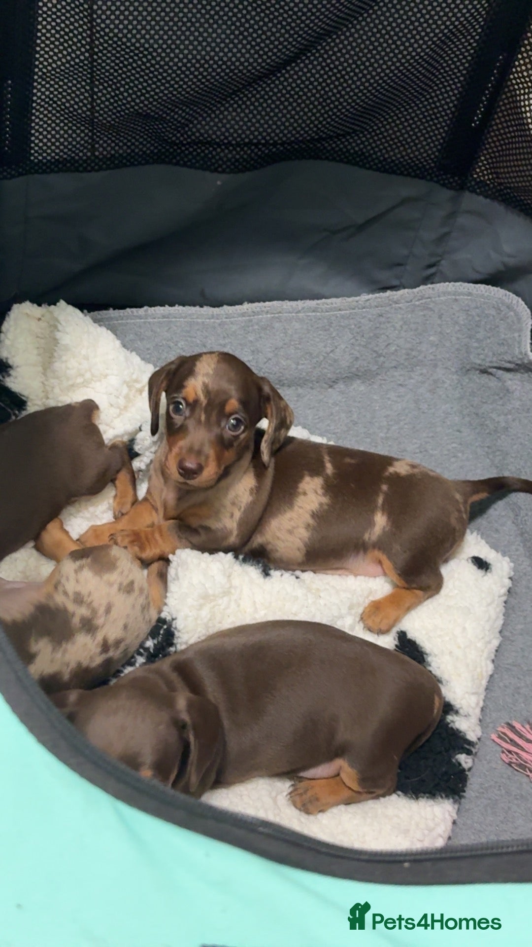 Miniature Dachshund dogs Miniature Dachshund  - Advert 3