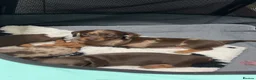 Miniature Dachshund dogs for sale: Miniature Dachshund  - Advert 1