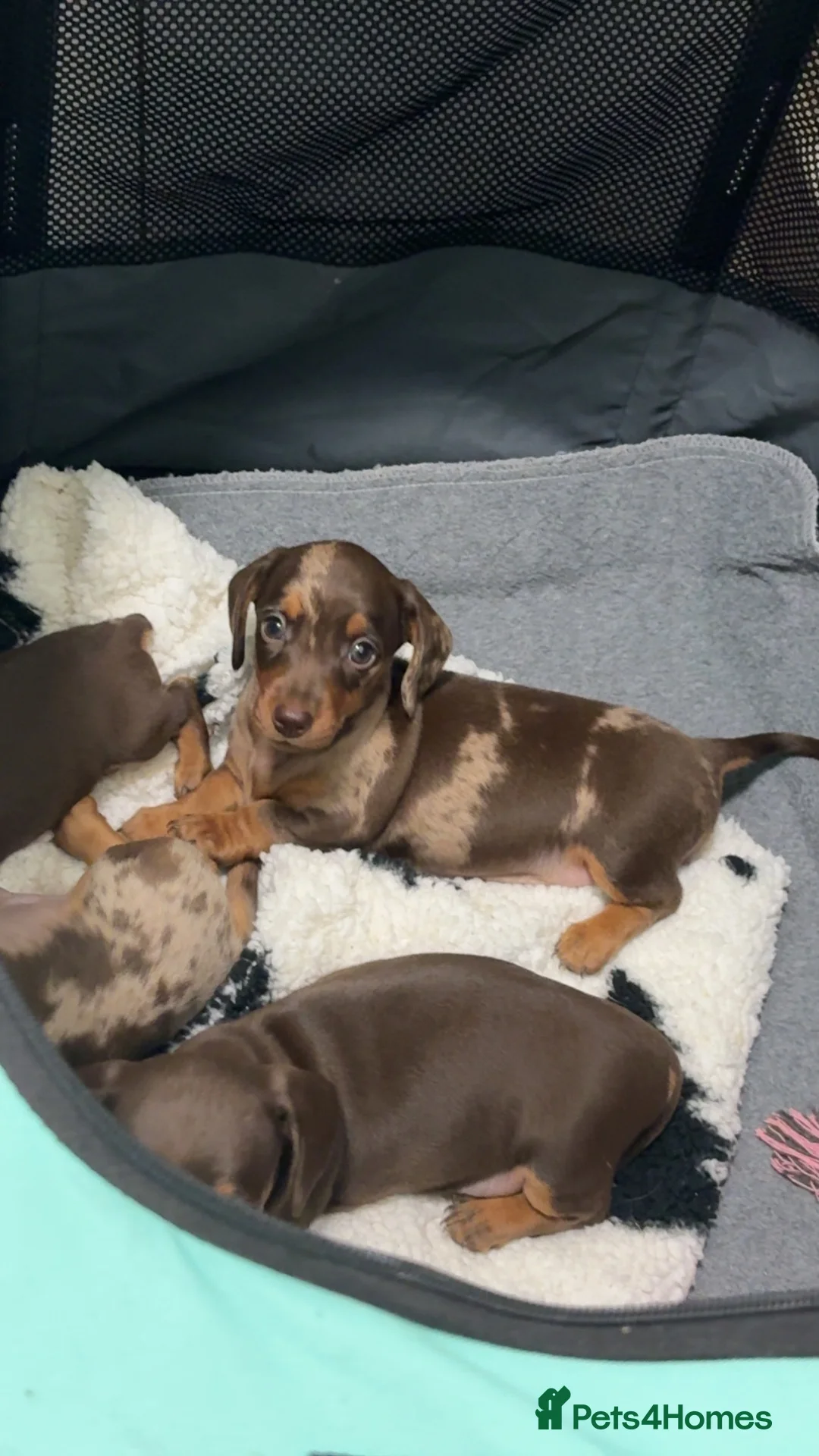 Miniature Dachshund dogs for sale: Miniature Dachshund  - Advert 1