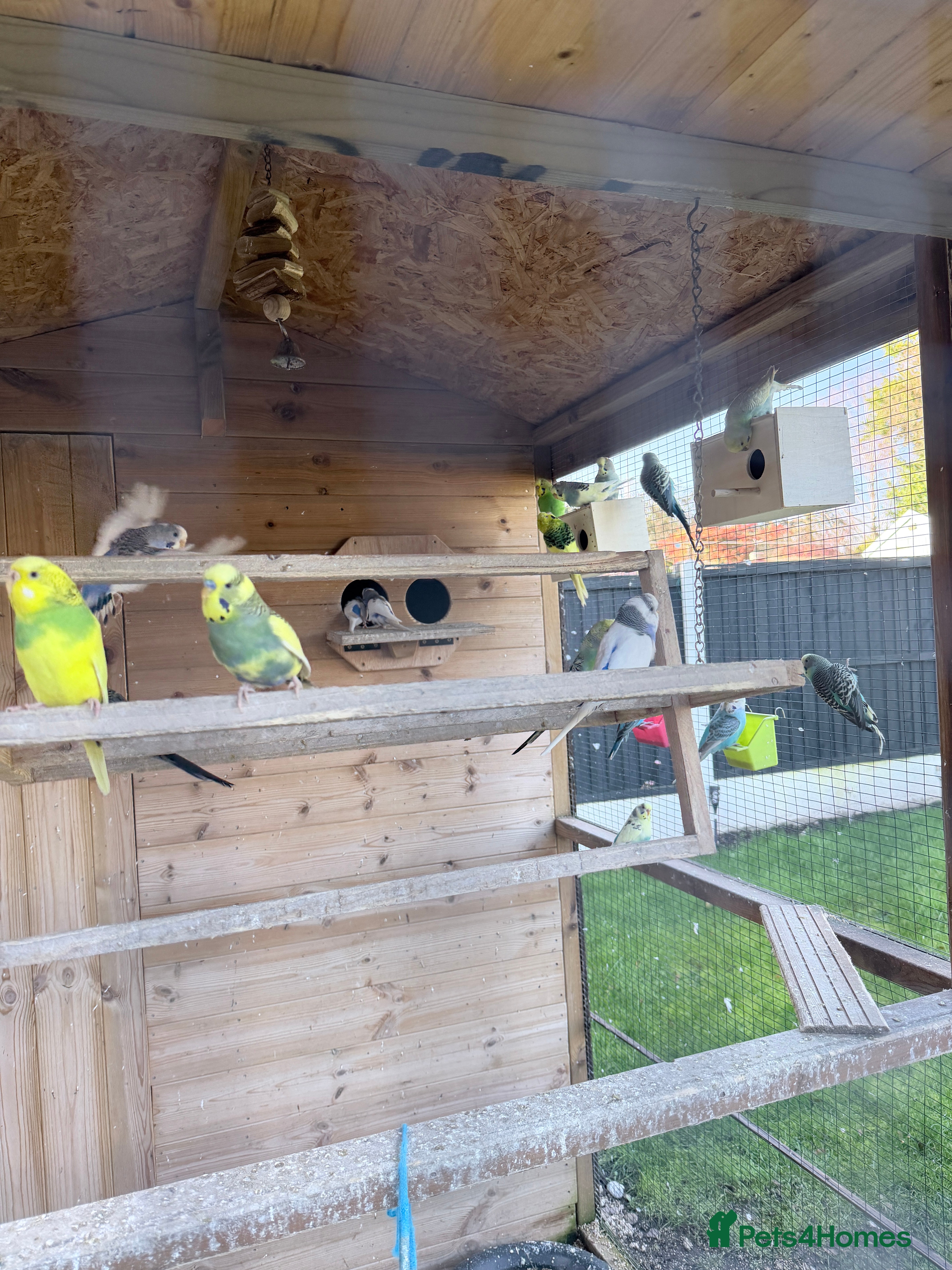 Budgerigars birds Beautiful budgies  in Derby - Advert 1