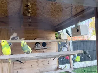 Budgerigars birds Beautiful budgies in Derby - Advert 9