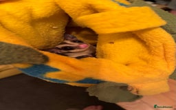 Sugar Glider rodents for sale: male and female ready to go - Advert 6