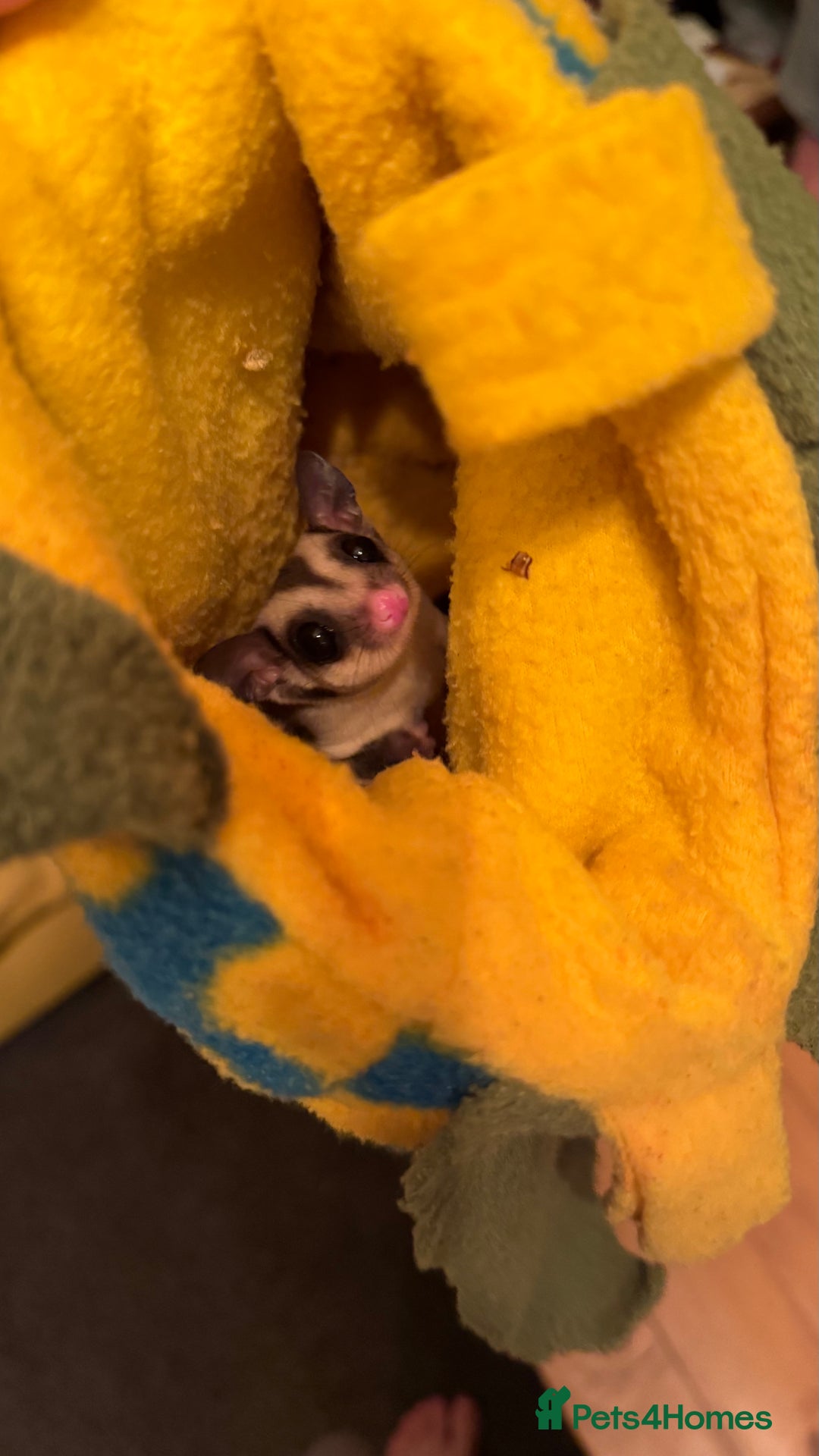 Sugar Glider rodents for sale: male and female ready to go - Advert 6