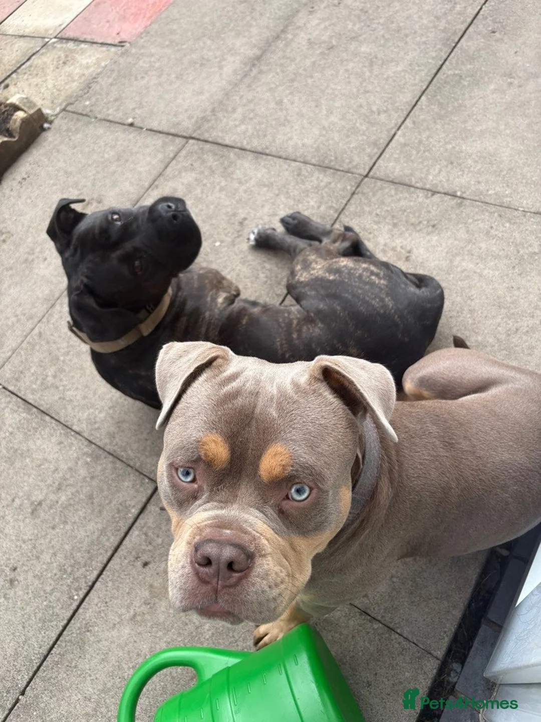 Mixed Breed dogs for sale: CaneCorso X Bully puppy’s  - Advert 16
