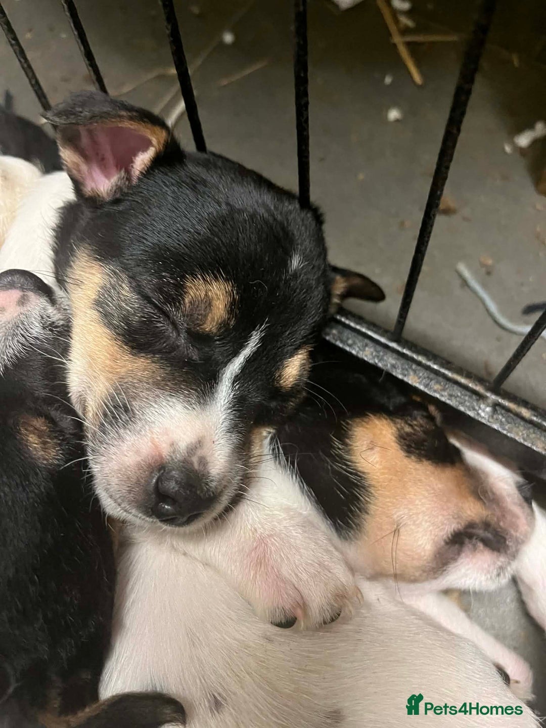 Jack Russell dogs for sale: Gorgeous Jack Russell puppies  - Advert 8