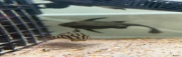 Plecos fish for sale: L027C Royal Thunder aka Golden line panaque  - Advert 5
