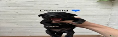 Donald