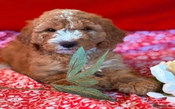 Mixed Breed dogs for sale: Australian Labradoodle  - Image 2