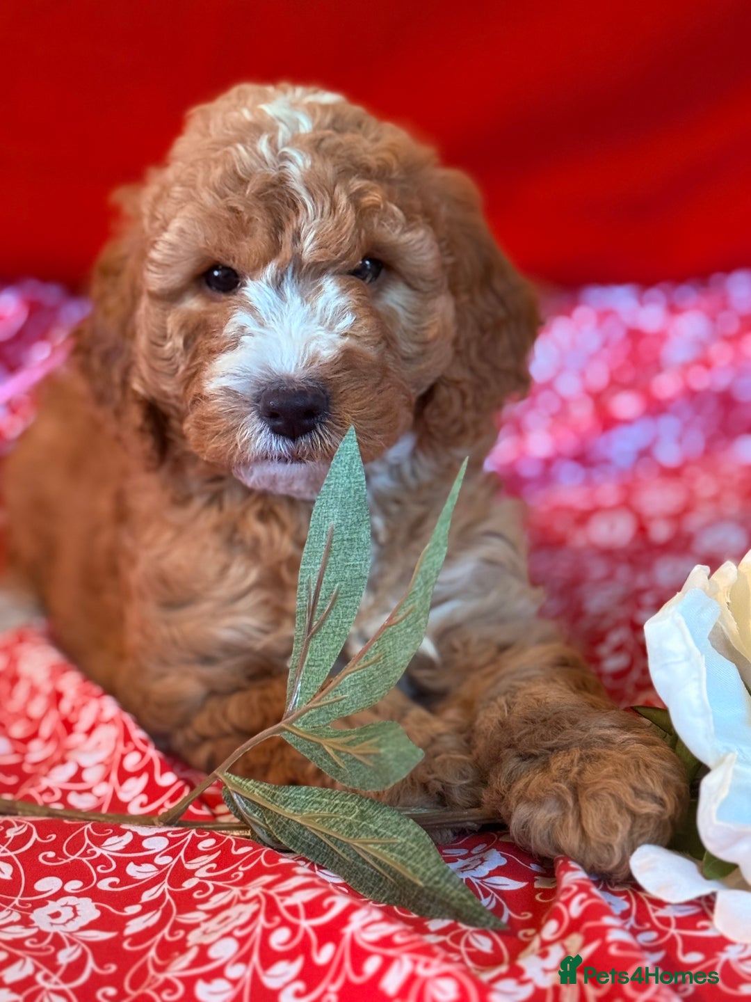Mixed Breed dogs for sale: Australian Labradoodle  - Image 2